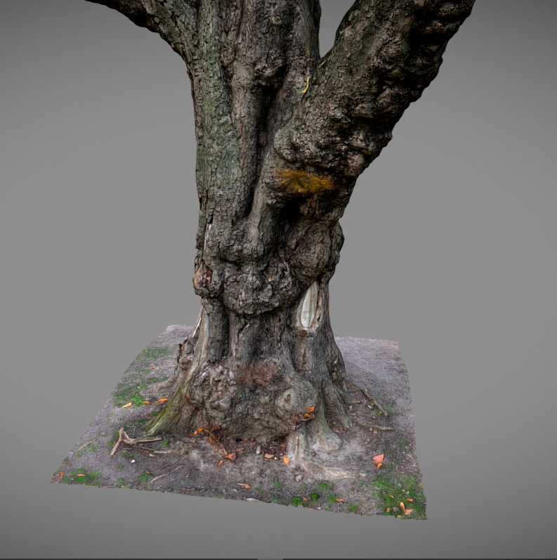 Old tree preview image 1